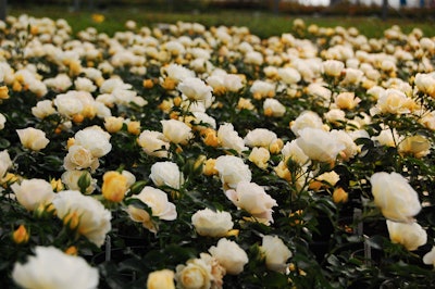 Photo: Star Roses and Plants