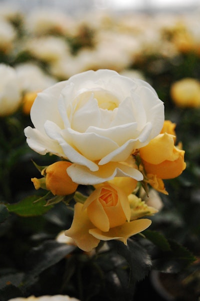 Photo: Star Roses and Plants