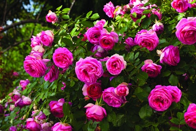 Photo: Star Roses and Plants