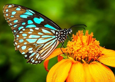 Butterflies prefer brightly colored plants that are flat topped or have short tubes.