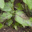 Phytophthora infestans is the species of fungi that caused the potato blight in Ireland and is still the most destructive of solanaceous crops. Photo: Wikipedia