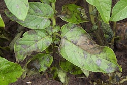 Phytophthora infestans is the species of fungi that caused the potato blight in Ireland and is still the most destructive of solanaceous crops. Photo: Wikipedia