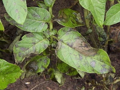Phytophthora infestans is the species of fungi that caused the potato blight in Ireland and is still the most destructive of solanaceous crops. Photo: Wikipedia