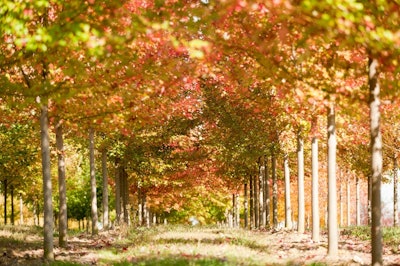 From cleaning the air and water to increasing property values, trees do much more than stand around looking beautiful. Photo: Davey Tree Expert Co.