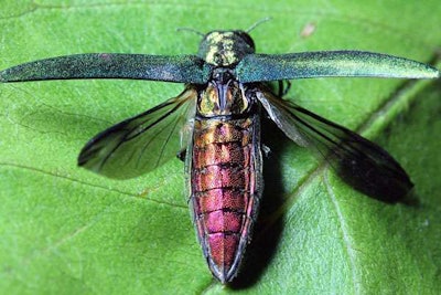 The emerald ash borer has caused the death of over 60 million ash trees since its discovery in 2002. Photo: Wikipedia