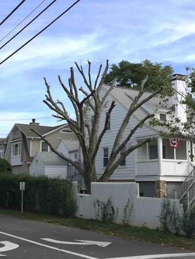 Improper pruning of the uppermost branches, called topping, results in unsightly and weak new growth that easily breaks off, becoming a hazard to people and property. Photo: Barts Tree Service