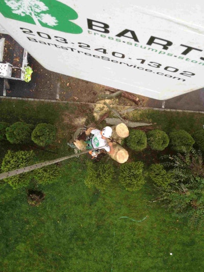 Certified arborists are qualified to handle the most challenging tree removal tasks. Photo: Barts Tree Service