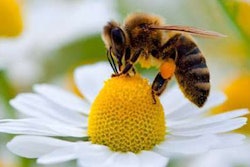 Now that Vestaron has assured federal regulators of Spear’s safety for bees, the company will begin testing the insecticide’s effects on other beneficial insects found in greenhouses.