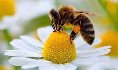 Now that Vestaron has assured federal regulators of Spear’s safety for bees, the company will begin testing the insecticide’s effects on other beneficial insects found in greenhouses.
