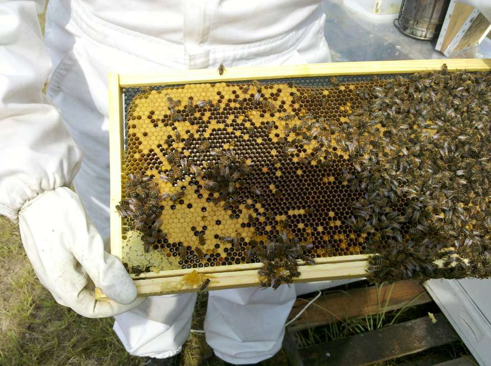 Beekeeper holding bee colony
