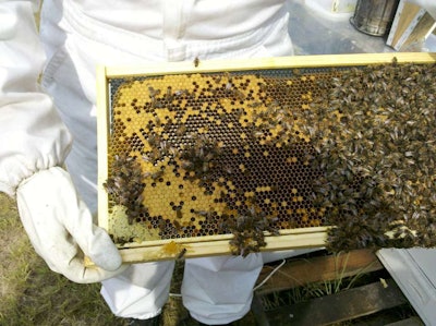 Beekeeper holding bee colony