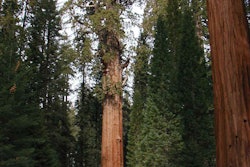 Photo: PublicDomainPictures.Net