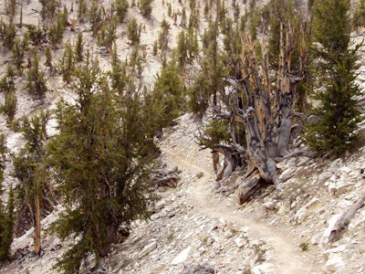 Photo: Wikipedia