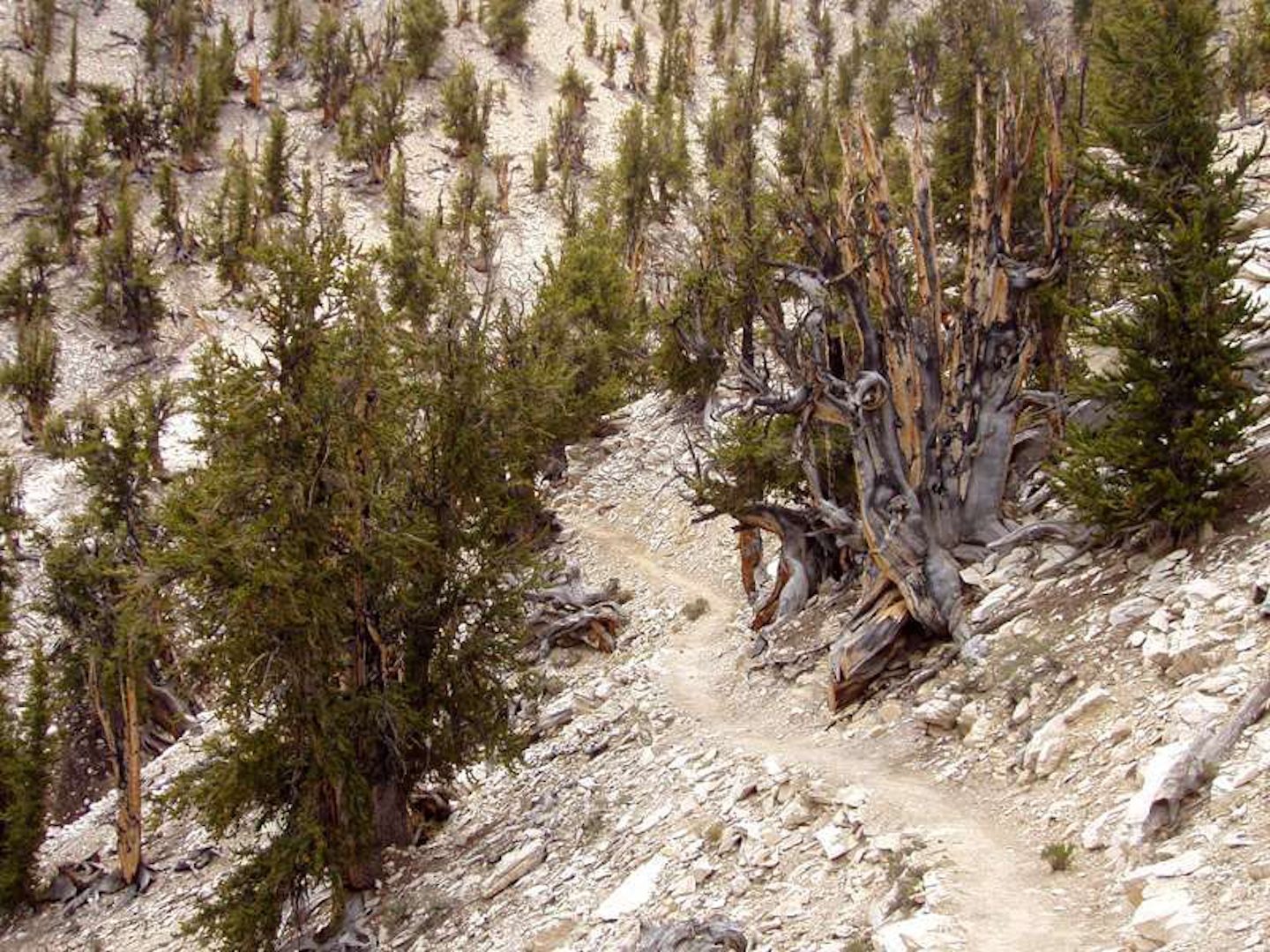 The Unexpected Truth About Americas National Trees Origins - 5auqgjk