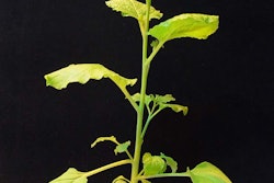 This ancient tobacco plant forgoes its immune system in order to survive the harsh environment of the Outback. Photo: Wikipedia