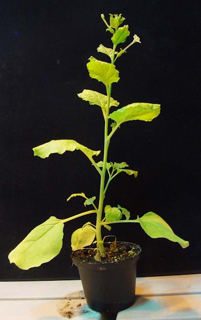 This ancient tobacco plant forgoes its immune system in order to survive the harsh environment of the Outback. Photo: Wikipedia