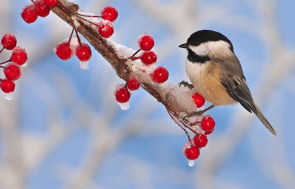 bird landscaping lead &ndash; shutterstock