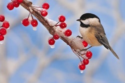 bird landscaping lead – shutterstock