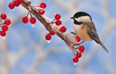 bird landscaping lead - shutterstock