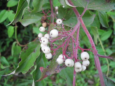 Photo: Wikipedia