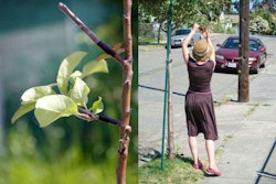 Photo: Apple Graft by Thomas Levy; Oakland Harvest by David R. courtesy of GuerrillaGrafters