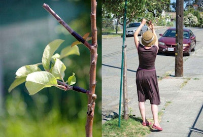 Photo: Apple Graft by Thomas Levy; Oakland Harvest by David R. courtesy of GuerrillaGrafters