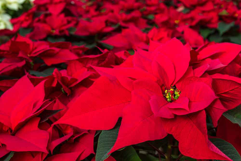 poinsettias