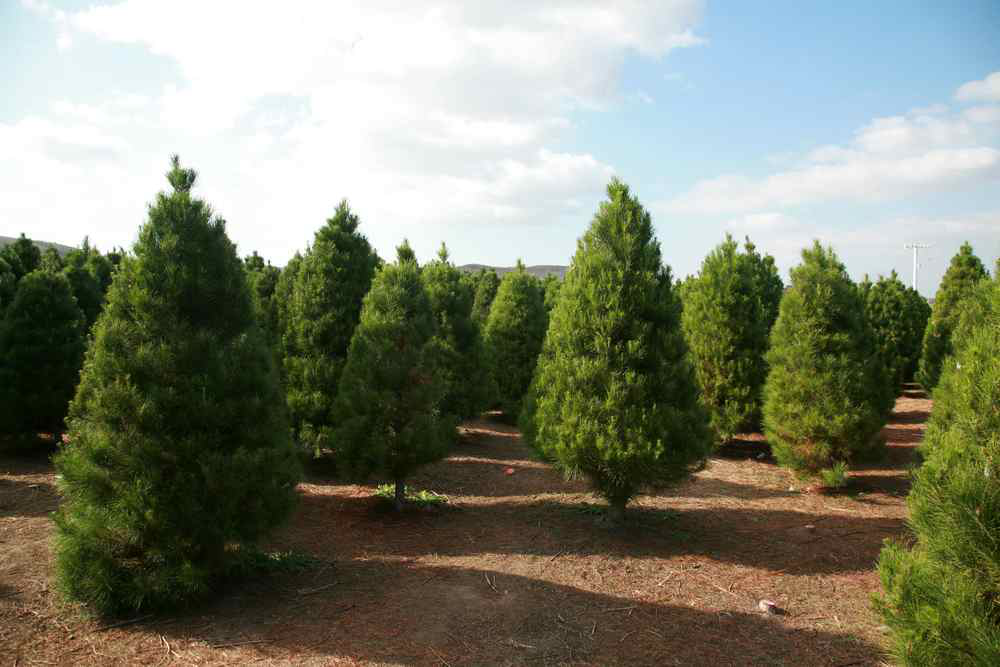 shutterstock_42189736