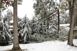 winter tree damage
