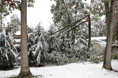 Heavy winter snow can be too much of a burden for trees unless they’re cared for properly.