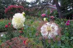 Hillwood_Gardens_in_July_(19179415024)