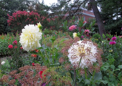 Cutting gardens provide a variety of colorful blooms throughout the seasons. Photo: Hillwood Museum and Gardens
