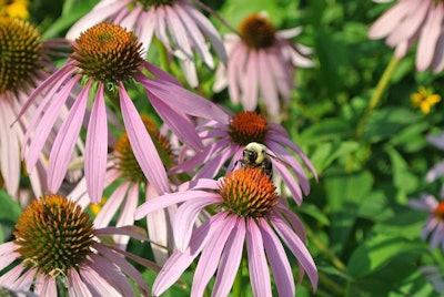 Bayer’s Feed a Bee initiative consisted of individuals planting wildflowers, such as purple coneflowers, to give pollinators more food sources.