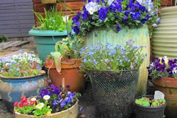 container garden – scrappy annie