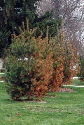 If you live in areas where de-icing services are provided, keep an eye on your plants near the street. There are steps you can take to mitigate the damage. Photo: Michigan State University Extension