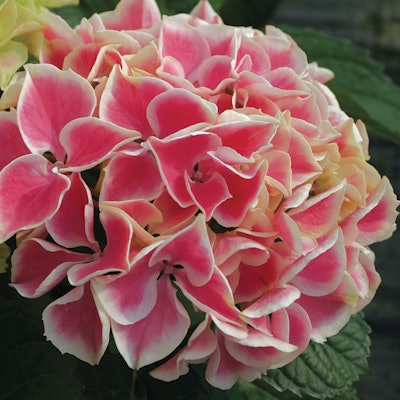 Photo: Courtesy of Proven Winners – www.provenwinners.com