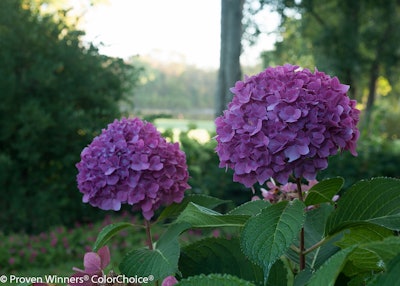 Photo: Courtesy of Proven Winners – www.provenwinners.com