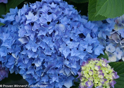 Photo: Courtesy of Proven Winners – www.provenwinners.com