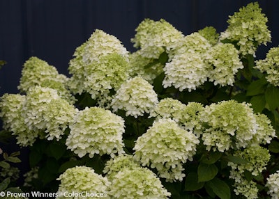 Photo: Courtesy of Proven Winners – www.provenwinners.com
