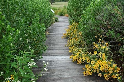 Native plants are a water-wise choice as they are adapted to that specific climate. Photo: University of Delaware