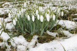 plants in the snow – publicdomainpictures.net
