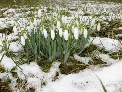 Plants can manage to be beautiful in winter, but the imperative to keep roads and walkways as safe as possible during the coldest months is bad news for plants nearby. Photo: publicdomainpictures.net