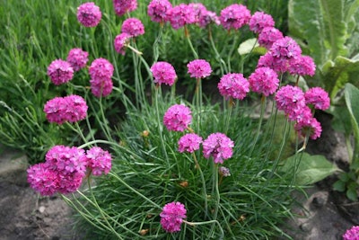 Sea Thrift is one of SF Plant Finder’s “Super 60.” These plants are common, relatively hardy natives that will create a high quality wildlife habitat in San Francisco.