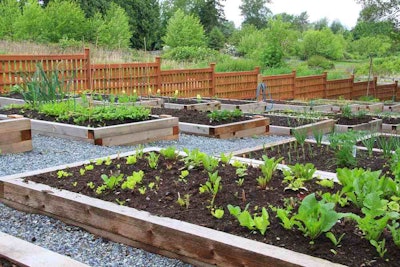 Raised vegetable beds are one of the methods of overcoming Houston’s inhospitable soil.