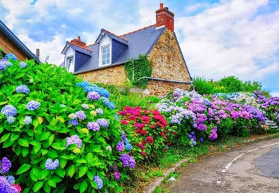 Hydrangeas have grown in popularity since the introduction of reblooming varieties.