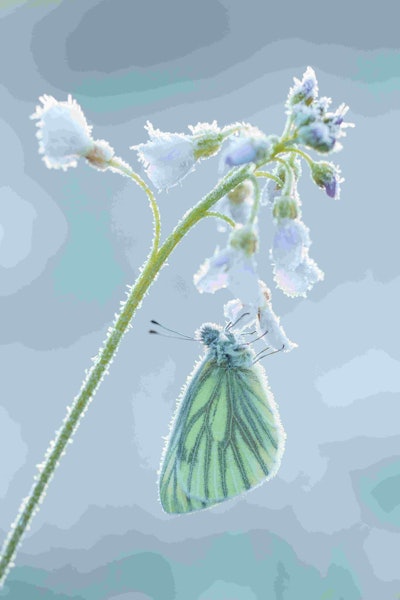 This frosty picture was a finalist for the Wildlife in the Garden section. Image by Johannes Klapwijk. Go to www.igpoty.com for more information about International Garden Photographer of the Year.