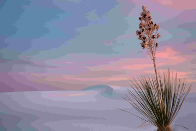 This picture won first place for the Beauty of Plants category and was taken at White Sands National Monument in New Mexico. Image by Lesley Chalmers. Go to www.igpoty.com for more information about International Garden Photographer of the Year.