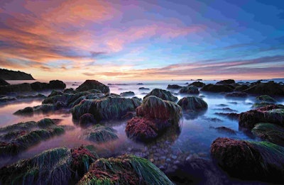 This picture placed second in the Breathing Spaces section, which is sponsored by The National Trust. Image by Brandon Yoshizawa. Go to www.igpoty.com for more information about International Garden Photographer of the Year.