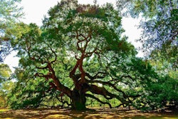 Angle Oak