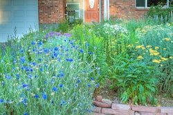 Garden In A Box allows customers to plant with confidence species that are adapted to Colorado’s climate. Photo: CRC
